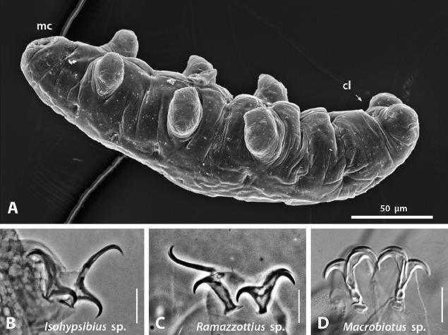 Представитель Семейства Necopinatidae